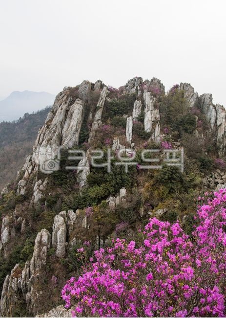 주작산,진달래,바위산,공원,봄,봄꽃,철쭉,강진,덕룡산,식물,자연,plant,아침,새벽,명산,outdoors,옥외,nature,낭떠러지,cliff