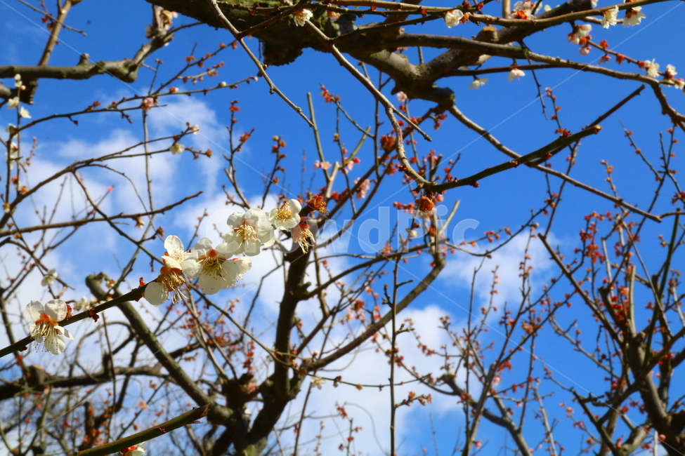 꽃,매화,봄,벚꽃,감성,감동,시작,설렘,봄,계절,spring,season,식물,자연,plants,nature,꽃,flower,plant