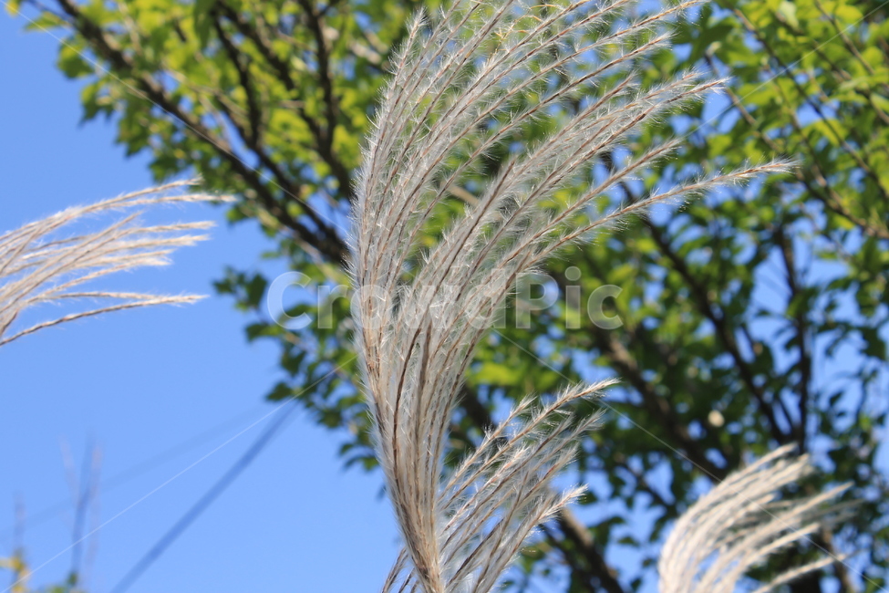 갈대,가을,하늘,reed,autumn,fall,plant,식물,자연,plants,nature