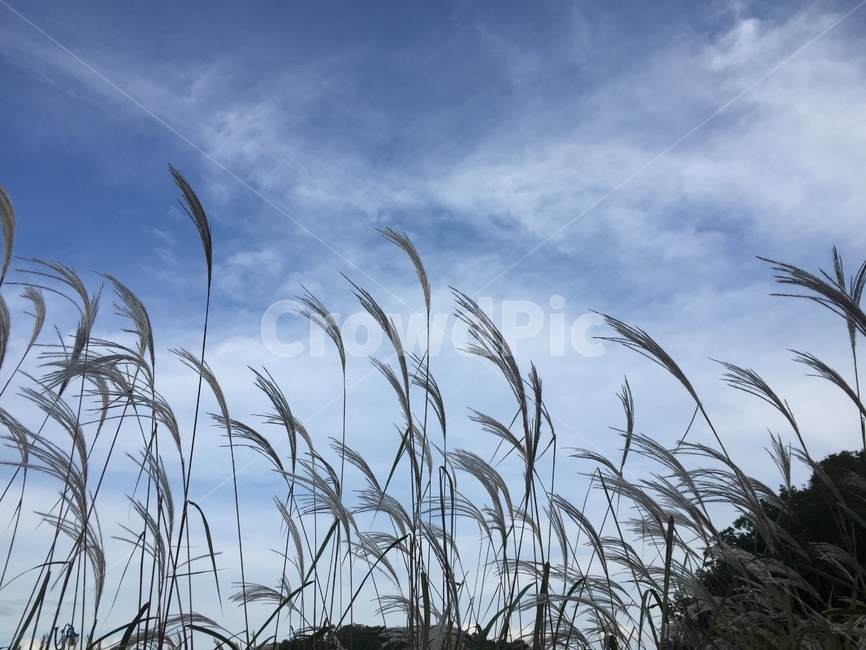 자연,하늘,억새,nature,silvergrass,가을,계절,fall,autumn,season,grass,잔디,plant,식물,lawn,reed,갈대