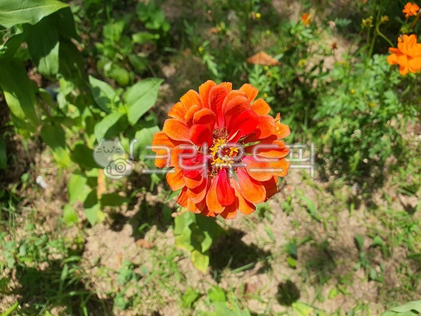 꽃,백일홍,백일초,국화과,식물,flower