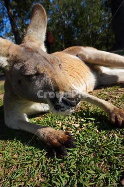 호주,australia,들판,field,캥거루,kangaroo,게으름,나른함,낮잠,wallaby,왈라비,mammal,포유류,animal,동물,동물,animal,포유류,mammal