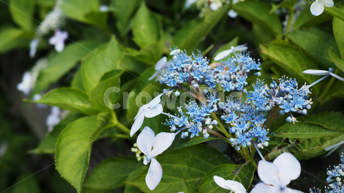 야생화,꽃,green,wildflower,flowers,park,공원