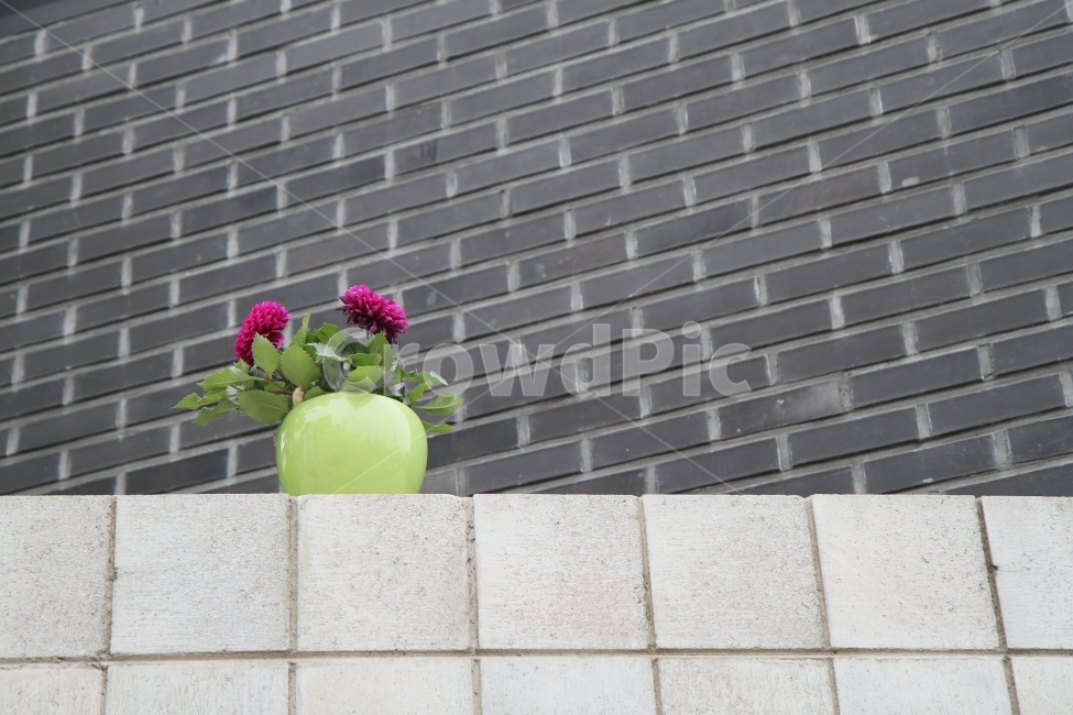 벽과화분,화분,담벼락,벽돌무늬,감성사진,식물,자연,plants,nature,꽃,flower