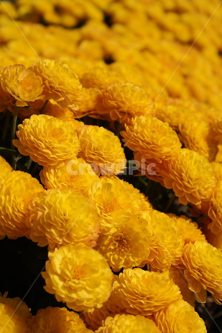국화,가을,노란꽃,소국,노랑,국화꽃,10월,yellow,flower,blossom,가을꽃,autumn,fall,만개,식물,plant,식물,자연,plants,nature,꽃,flower