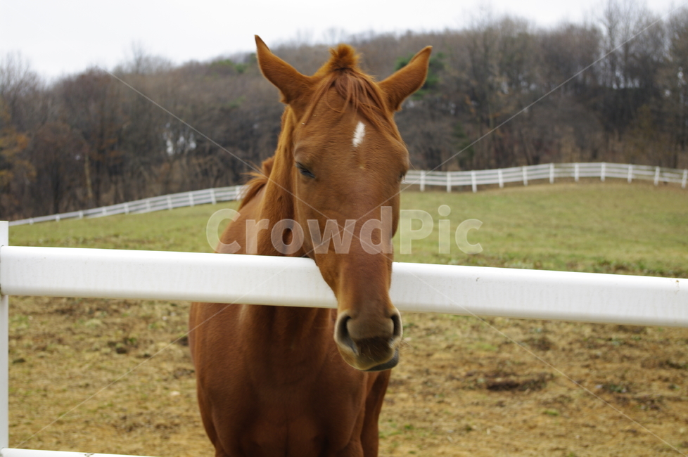 말,목장,종마,동물,울타리,동물,animal,포유류,mammal,산업,industry,industrial,목축업,목장,livestock farming,ranching,pasture