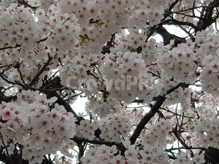 벚꽃,윤중로축제,벚꽃축제,4월,꽃