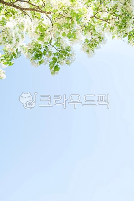 이팝나무,5월꽃,나뭇잎,잎,이파리,봄,하늘,배경화면