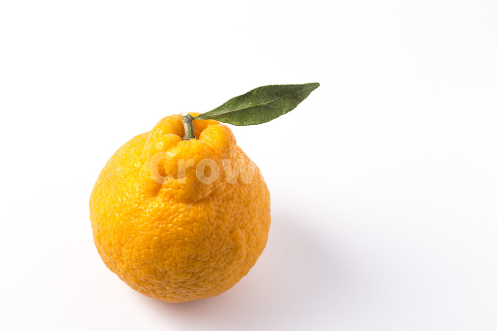 한라봉,과일,귤,감귤,오렌지,비타민,잎사귀