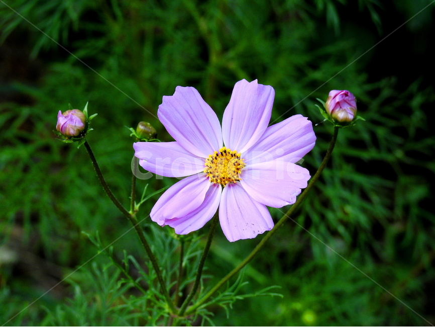 꽃,식물,가을,계절,풍경,식물,자연,plants,nature,꽃,flower