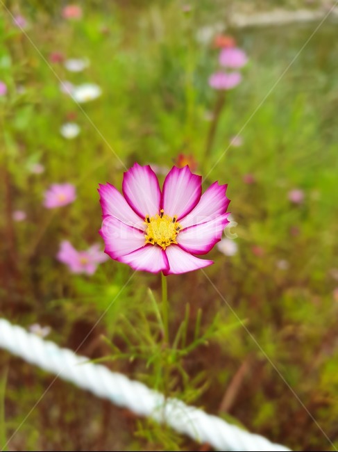식물,flower,꽃,꽃잎,화분,코스모스,가을,초록,핑크,축제,식물,자연,plants,nature,꽃,flower