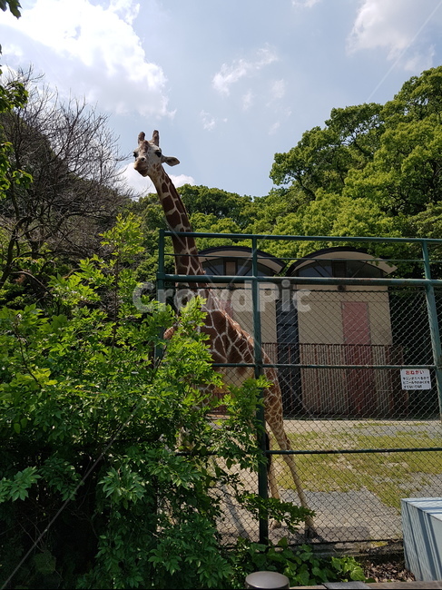 후쿠오카동물원,동물,기린,동물원,자연