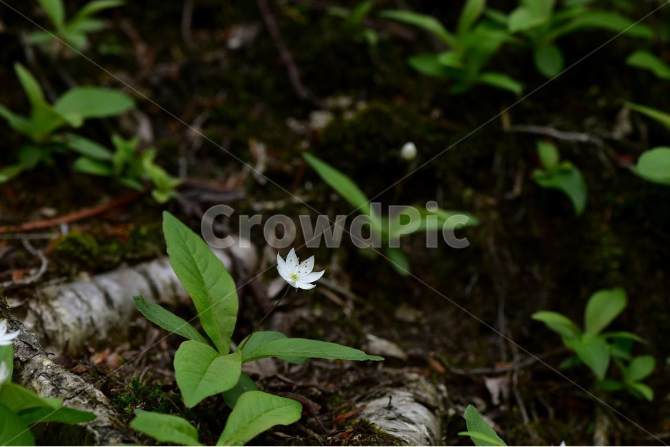 참기생꽃,야생화,식물,자연,생태,꽃,힐링,플라워,wildflower,flower,plants,nature,season,감성,느낌,emotion,feeling,앵초목,앵초과,기생꽃속,여러해살이풀,희귀식물,식물,자연,plants,nature,꽃,flower