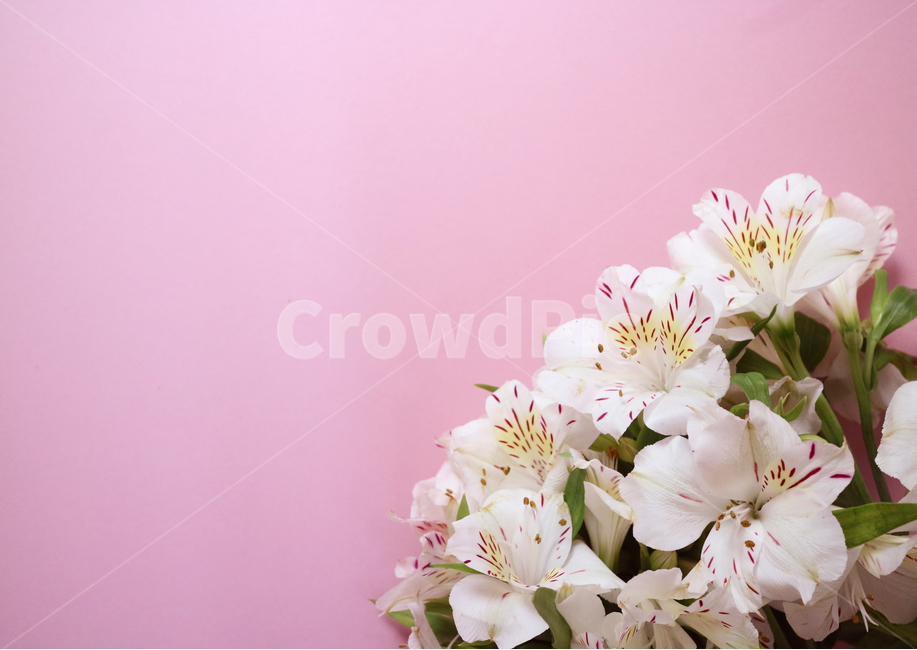 꽃,꽃다발,흰꽃,하얀꽃,백그라운드,배경,배경이미지,식물,부케,아름다움,보테니컬,꽃,flower