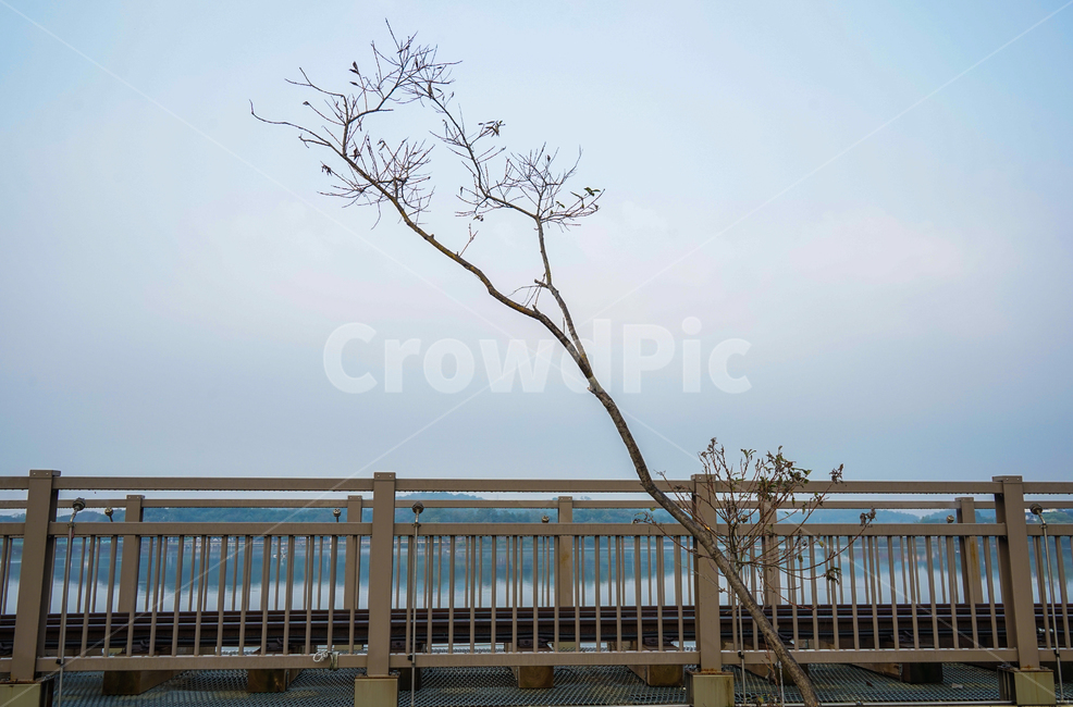 나무,철로,다리,교각,레일바이크,시설물,겨울,계절,winter,season,식물,자연,plants,nature,나무,trees,wood