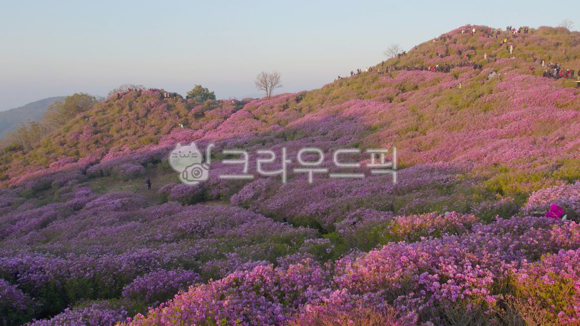황매산,철쭉,철쭉축제,봄,봄배경,봄꽃,꽃,철쭉군락