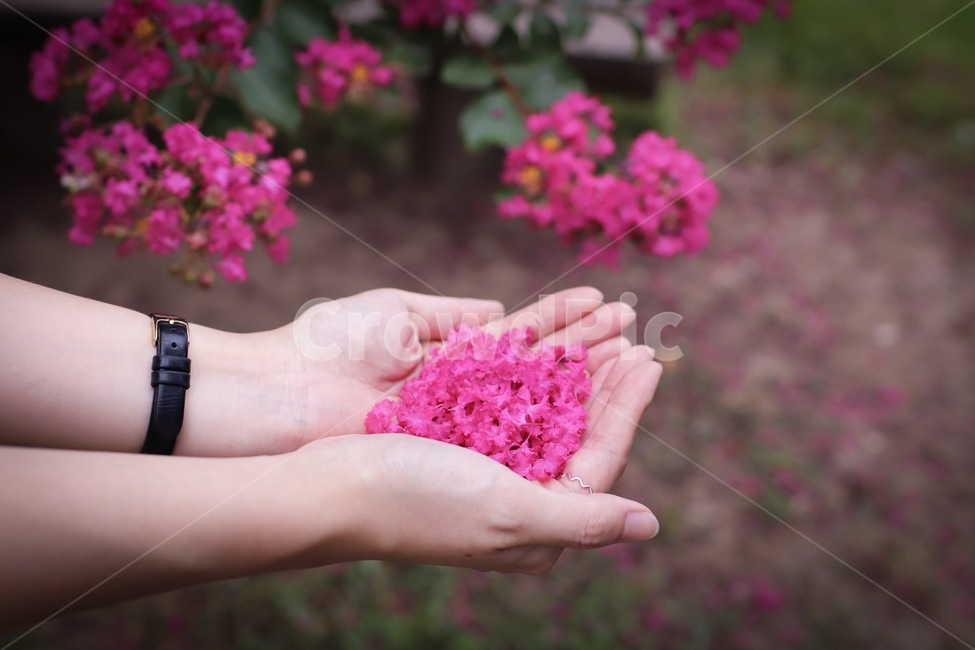 배롱나무,배롱,분홍꽃,배롱꽃잎,꽃잎,식물,꽃,식물,자연,plants,nature,꽃,flower,신체일부,몸,body