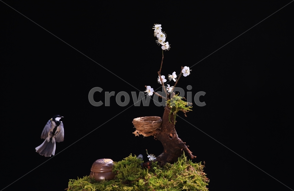 jar,항아리,pottery,도기류,pottedplant,화분,animal,동물,bird,새,plant,식물,tree,나무,새집,이끼,동박새,매화나무,매화,식물,자연,plants,nature,꽃,flower,동물,animal,조류,새,birds
