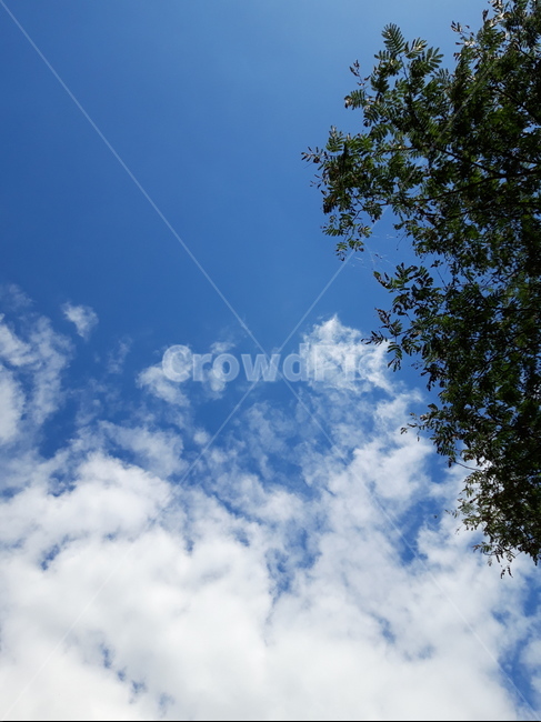 sky,하늘,나무,푸른하늘,자연,azuresky,nature,outdoors,한국자연풍경,한국자연경관,korea nature landscape