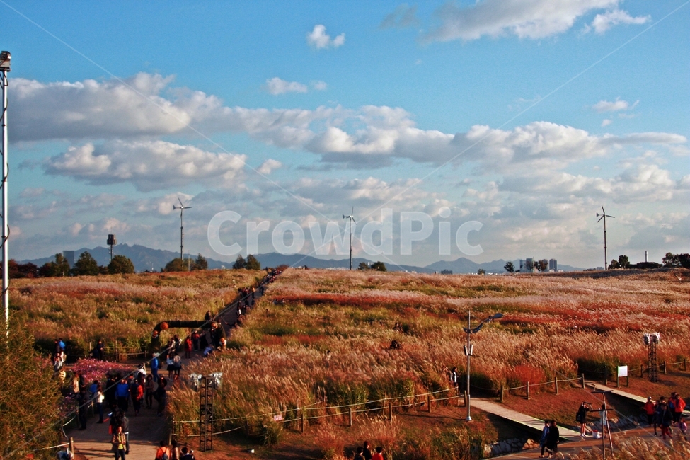 하늘공원,억새축제,가을하늘,갈대,구름,자연,풍경,nature,landscape,사람들,대중,군중,other people,crowd