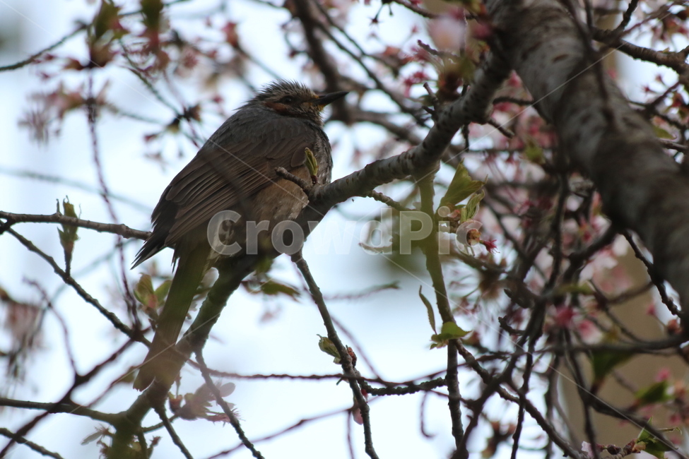 bird,새,animal,동물,조류