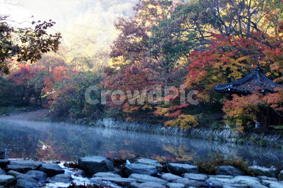 가을,단풍,자연,나무,식물,저수지,그림자,정자,산속,autumn,season,trees,nature,풍경,자연풍경,감성,emotion,안개,가을,계절,fall,autumn,season,water,물,tree,plant,outdoors,옥외