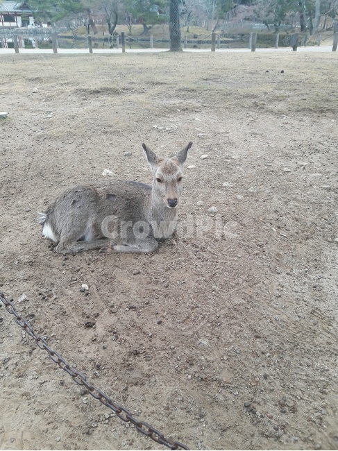 사슴,동물,귀여운,힐링,사슴공원,일본,공원,동물,animal,포유류,mammal