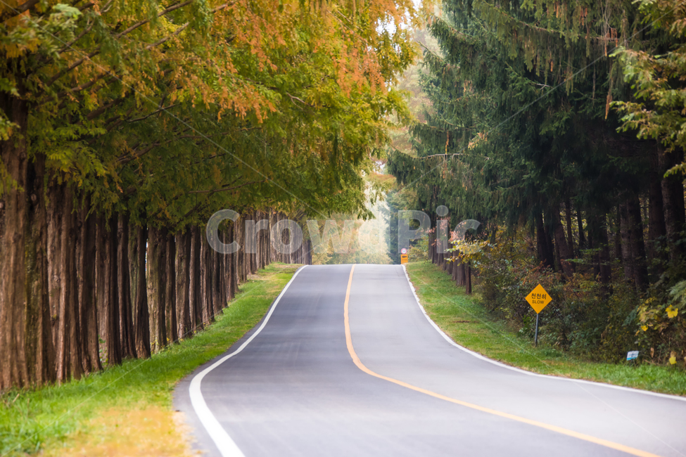 메타세콰이어길,단풍길,road,도로,나무,나무길,모래재길,모래재,가을,계절,fall,autumn,season,자연,풍경,nature,landscape,한국자연풍경,한국자연경관,korea nature landscape,asphalt,아스팔트,freeway,고속 도로,highway,고속도로