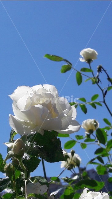 2018서울장미축제,흰장미,하늘,존경,순결,식물,자연,plants,nature,꽃,flower