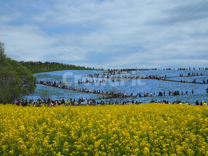 nature,자연,outdoors,일본,japan,들,field