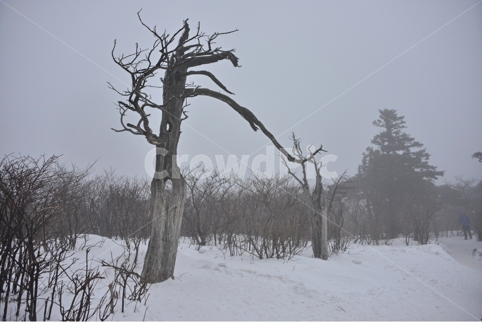 plant,식물,tree,나무,outdoors,옥외,nature,자연,storm,폭풍,blizzard,눈보라,winter,겨울,snow,눈,강원도,태백산,태백산설경,계절,태백산고사목
