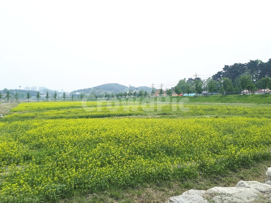 꽃,유채꽃,자연,풍경,flower,노랑,자연,풍경,nature,landscape,outdoors,옥외,grassland,목초지,field,들,rural,농촌,farm,농장