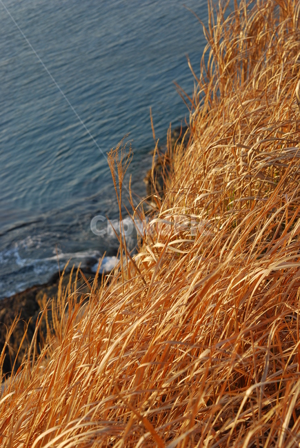방파제,억새,가을,풀,낙엽,자연,풍경,nature,landscape,plant,식물,vegetable,야채,food,음식,grain,곡물