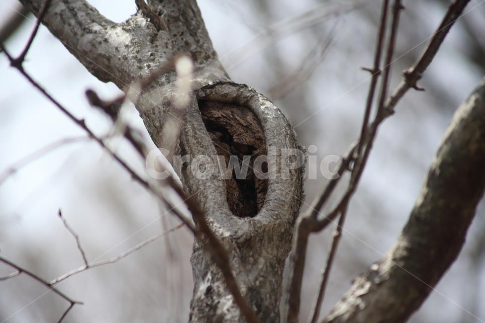 나무,가지,구멍,tree,wood