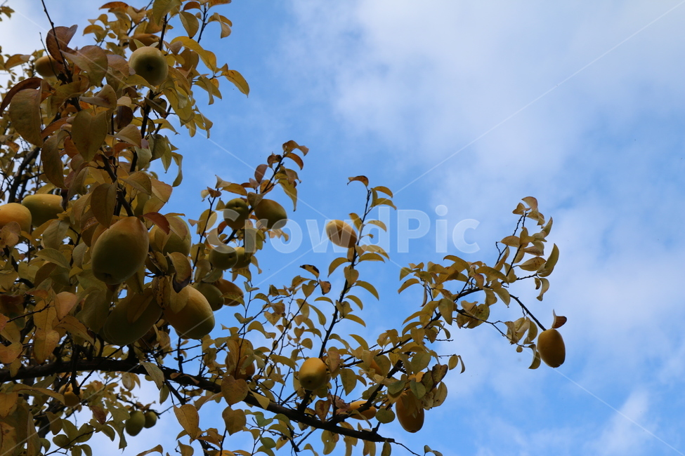나무,식물,농촌,자연,옥외,지방,가을,감성,하늘,구름,모과,tree,plant,ruralarea,nature,outdoor,area,autumn,sensibility,sky,cloud,quince,음식,food,과일,fruit,과일,열매,fruit