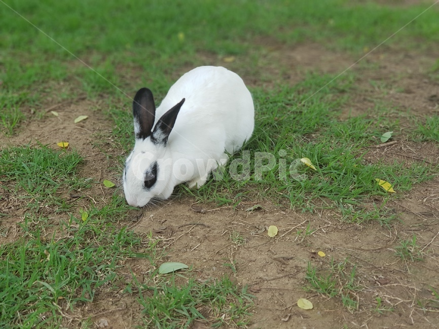 토끼,자연,동물,풀,풍경,rabbit,nature,animal,landscape,동물,animal,포유류,mammal