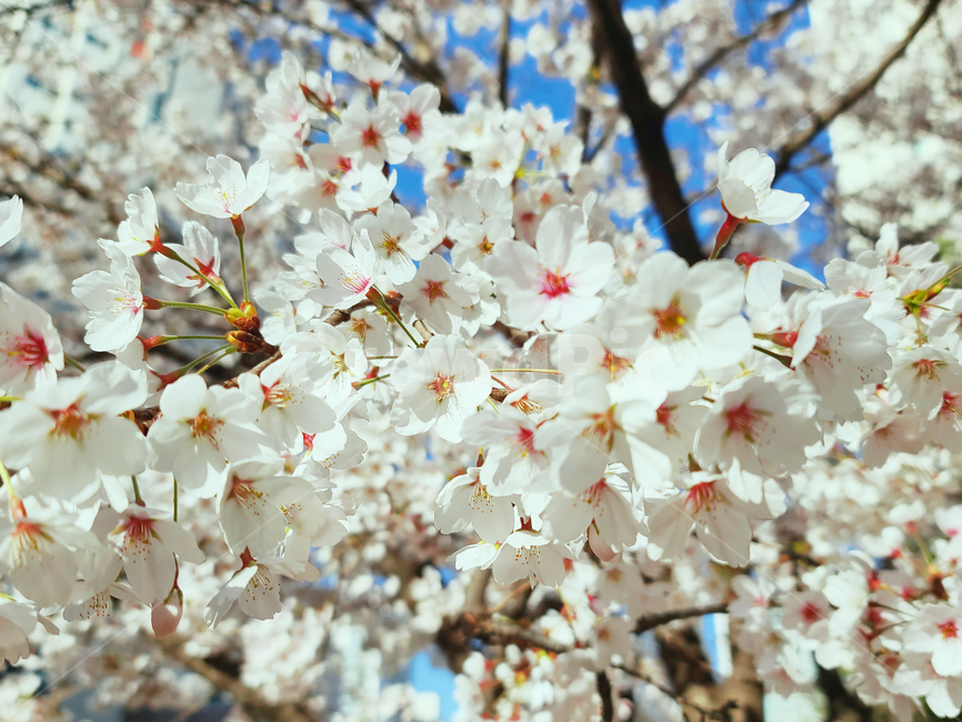 plant,식물,flower,꽃,blossom,벚꽃