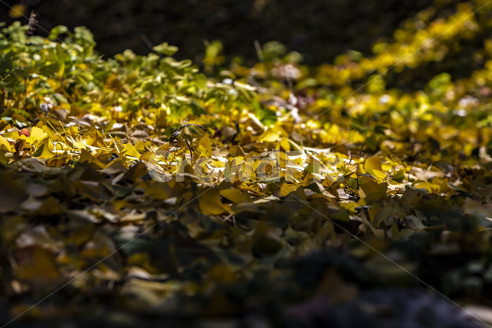 은행잎,단풍,가을,낙엽,자연,풍경,식물,잎,가을,계절,fall,autumn,season,plant,leaf,ground,바닥