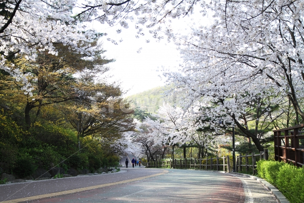 trail,cherry blossom road,nature,plant,spring road,Namsangil,Emotional photo