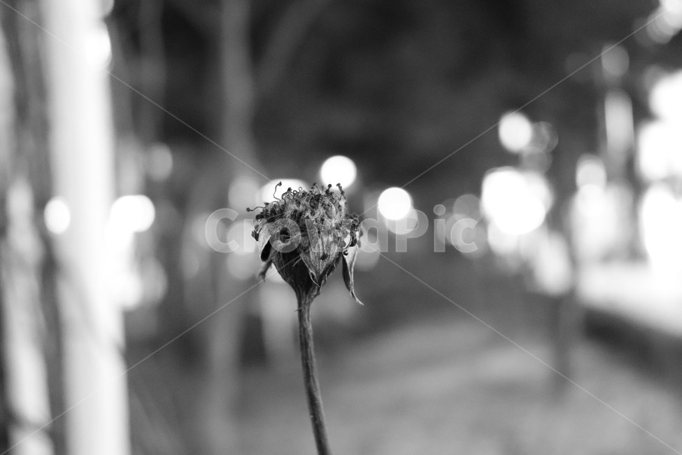 장미,식물,꽃,모노크롬,겨울,식물,자연,plants,nature,흑백,모노톤,monochrome,black and white