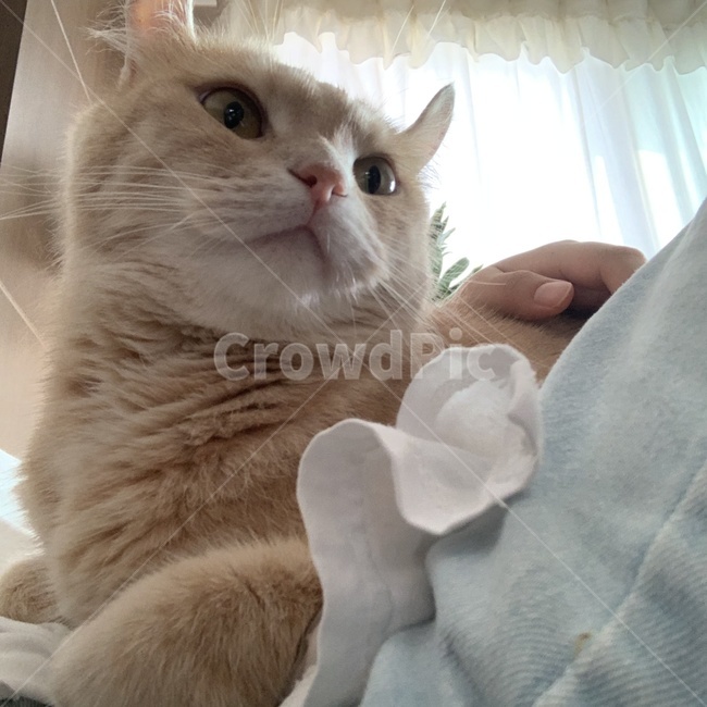 cat,고양이,pet,애완동물,animal,포유류,mammal,동물,동물,animal,포유류,mammal,고양이,cat,kitten,kitty