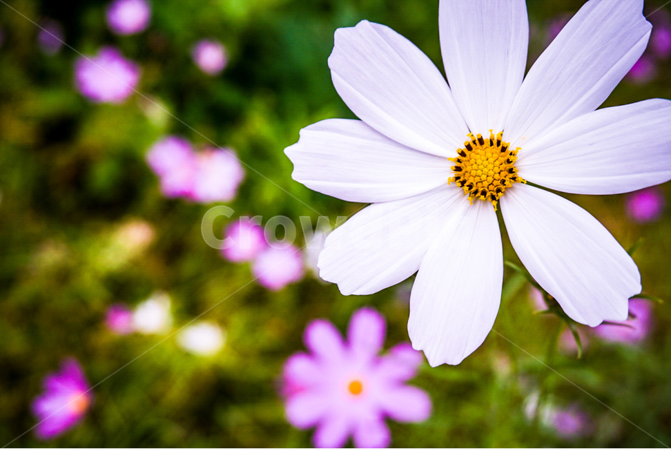 식물,코스모스,꽃,가을,흰꽃,가을,계절,fall,autumn,season,식물,자연,plants,nature,꽃,flower,plant,daisies,데이지,blossom,daisy