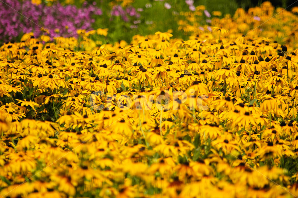 꽃,식물,자연,풍경,봄,식물,자연,plants,nature,꽃,flower