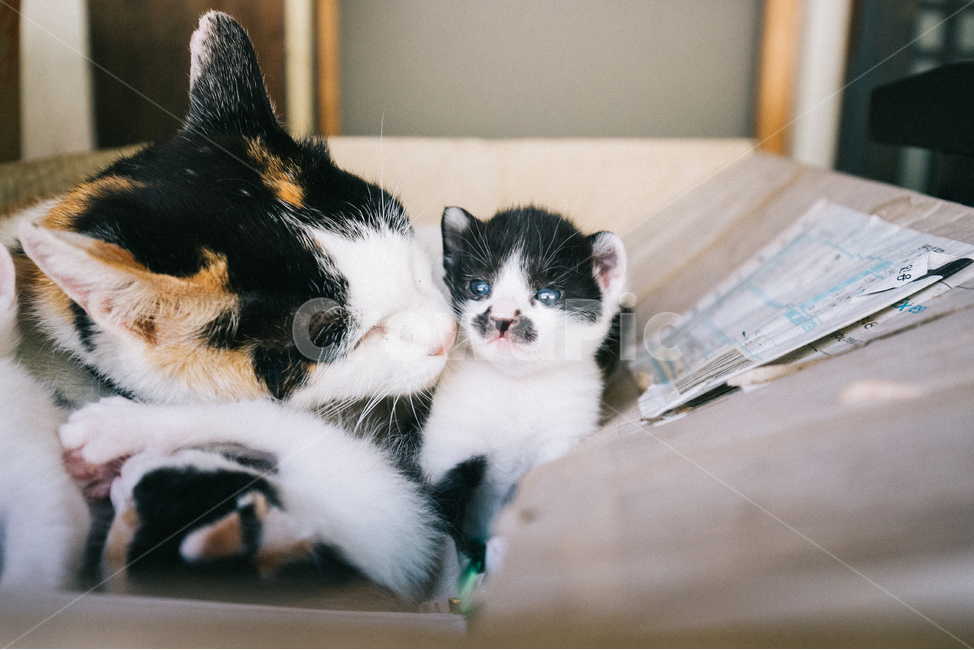 고양이,냥이,냥,길냥이,길고양이,고양이새끼,아기고양이,동물,길냥,냥줍,동물,animal,포유류,mammal,고양이,cat,kitten,kitty,감성,sensible,feeling
