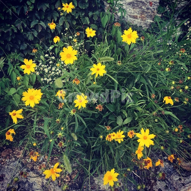 노랑코스모스,flower,cosmos,꽃,풀