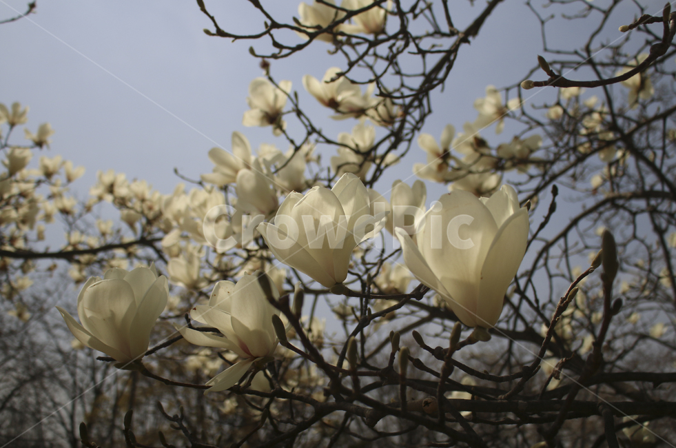 flower,blossom,꽃,petal,꽃잎,plant,식물,white,whiteflower,spring,봄,봄꽃,흰꽃,하얀꽃,sky,하늘
