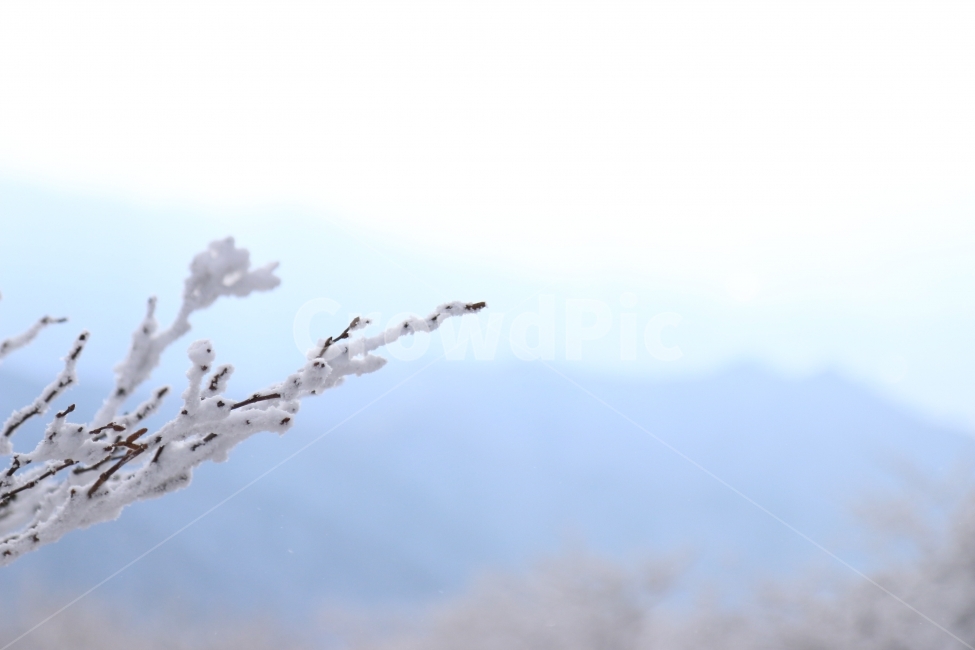 겨울,눈꽃,자연,풍경,희망,하늘,산,덕유산,눈,봄,기다림,식물,감성,winter,flower,snow,spring,sky,겨울,계절,winter,season,식물,자연,plants,nature