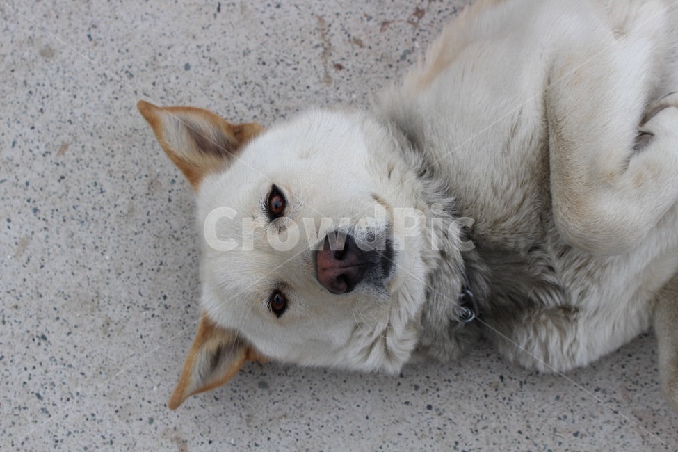 강아지,개,반려견,백구,아련,동물,animal,dog,흰강아지,흰개,동물,animal,포유류,mammal,개,강아지,dog,doggy