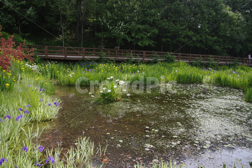 초록,신록,식물,plant,수생식물,연못,자연,풍경,nature,landscape,land,땅,outdoors,옥외,water,물,pond,못