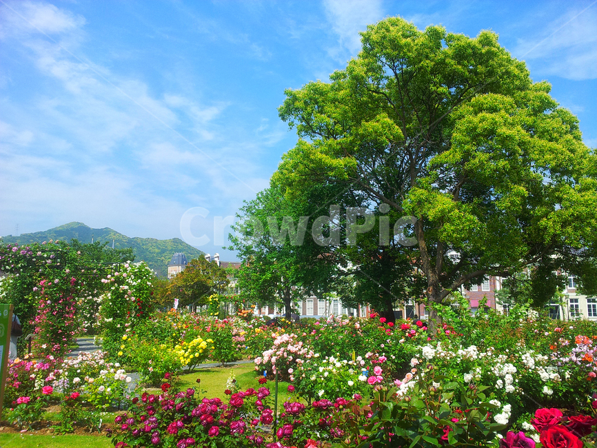 일본,나가사키,하우스텐보스,나무,장미,정원,풍경,식물,하늘,구름,garden,관광지